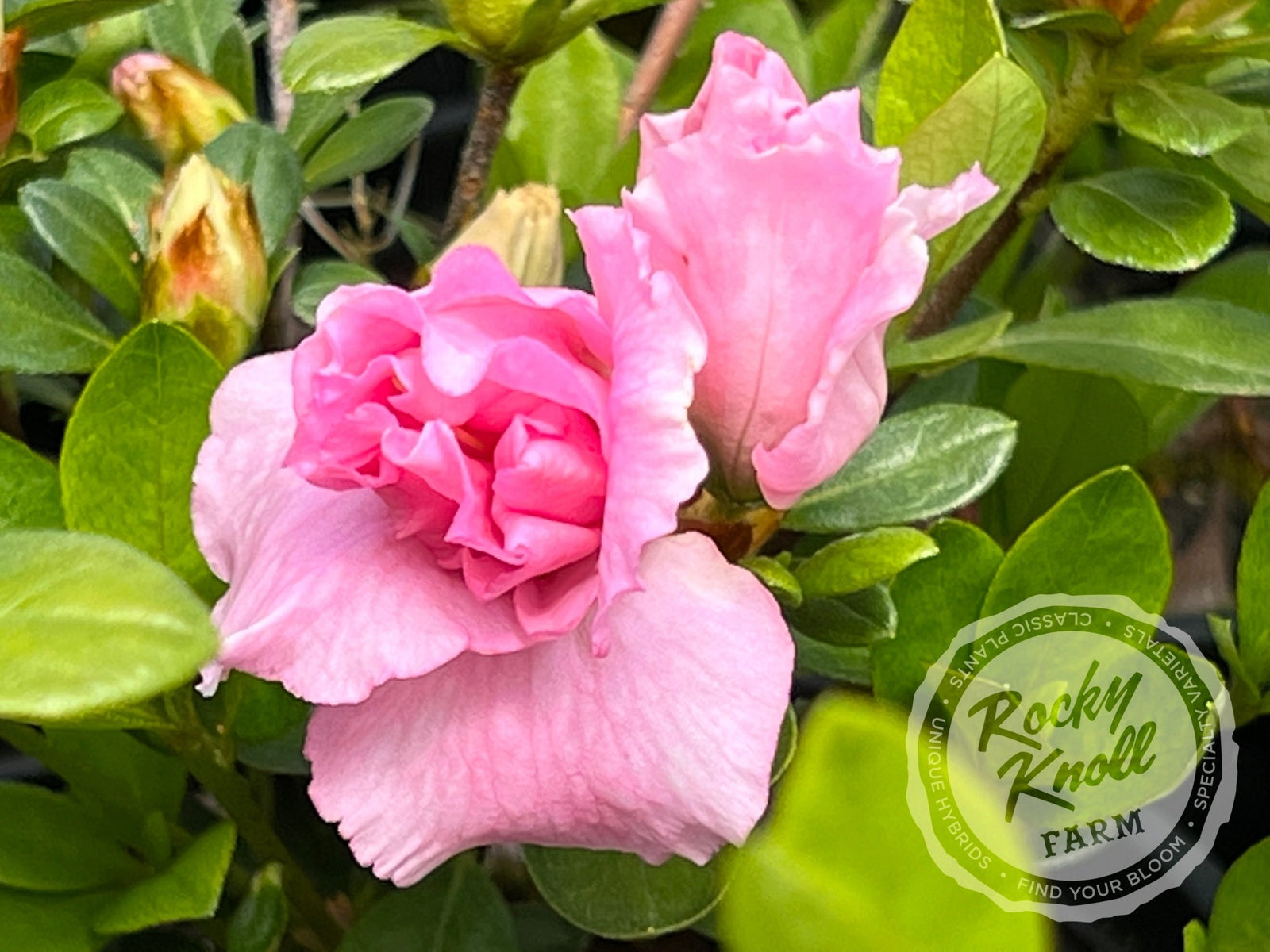 Betty Anne Voss - Rocky Knoll Farm