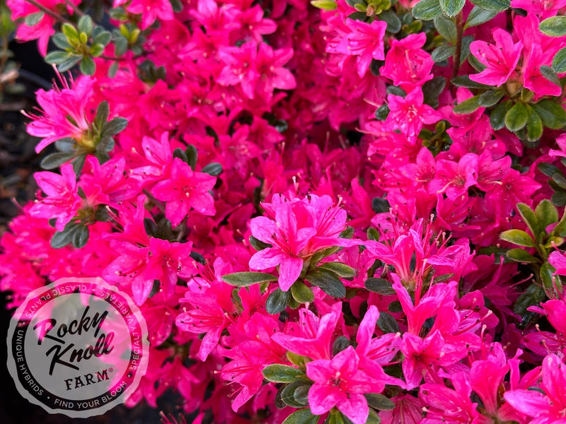 Sun Star plant from Rocky Knoll Farm