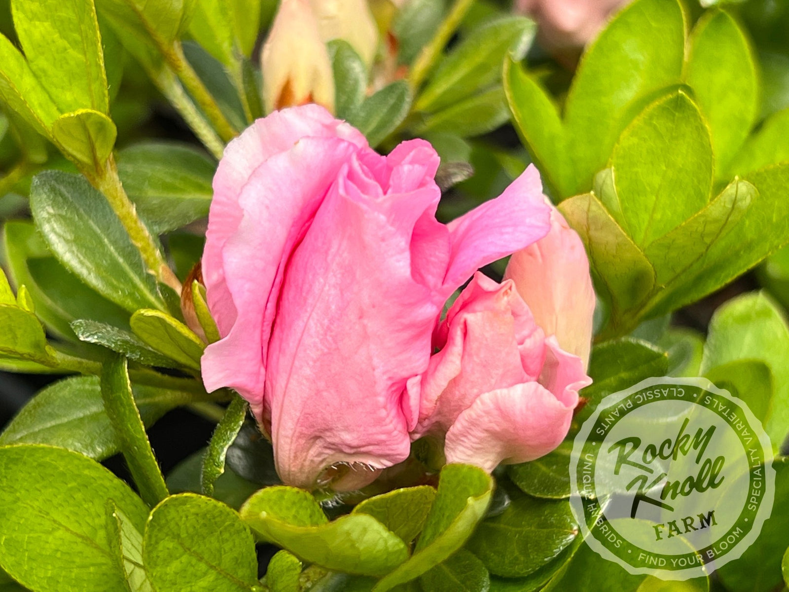 Betty Anne Voss - Rocky Knoll Farm