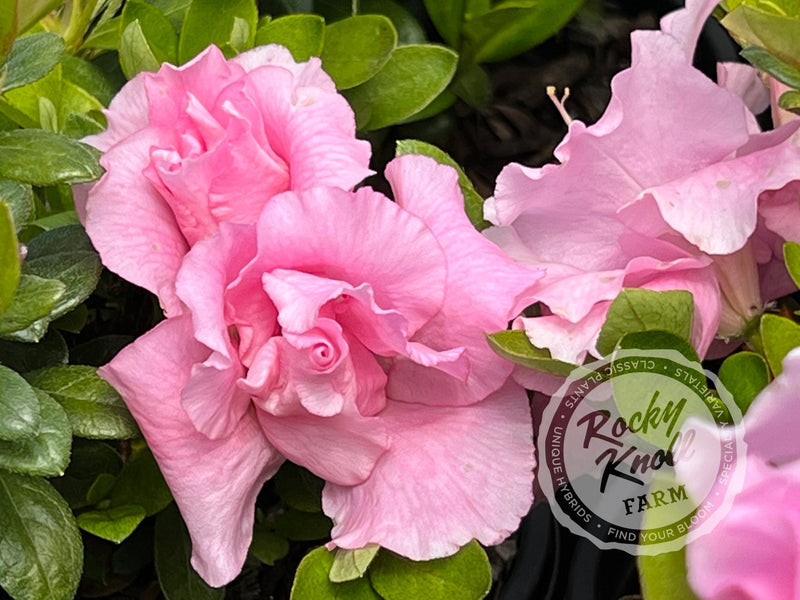 Betty Anne Voss plant from Rocky Knoll Farm