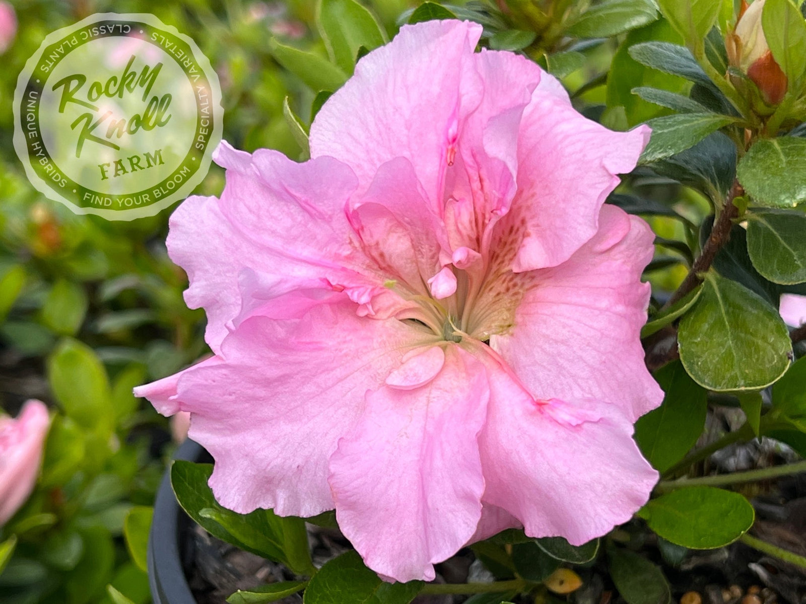 Betty Anne Voss - Rocky Knoll Farm