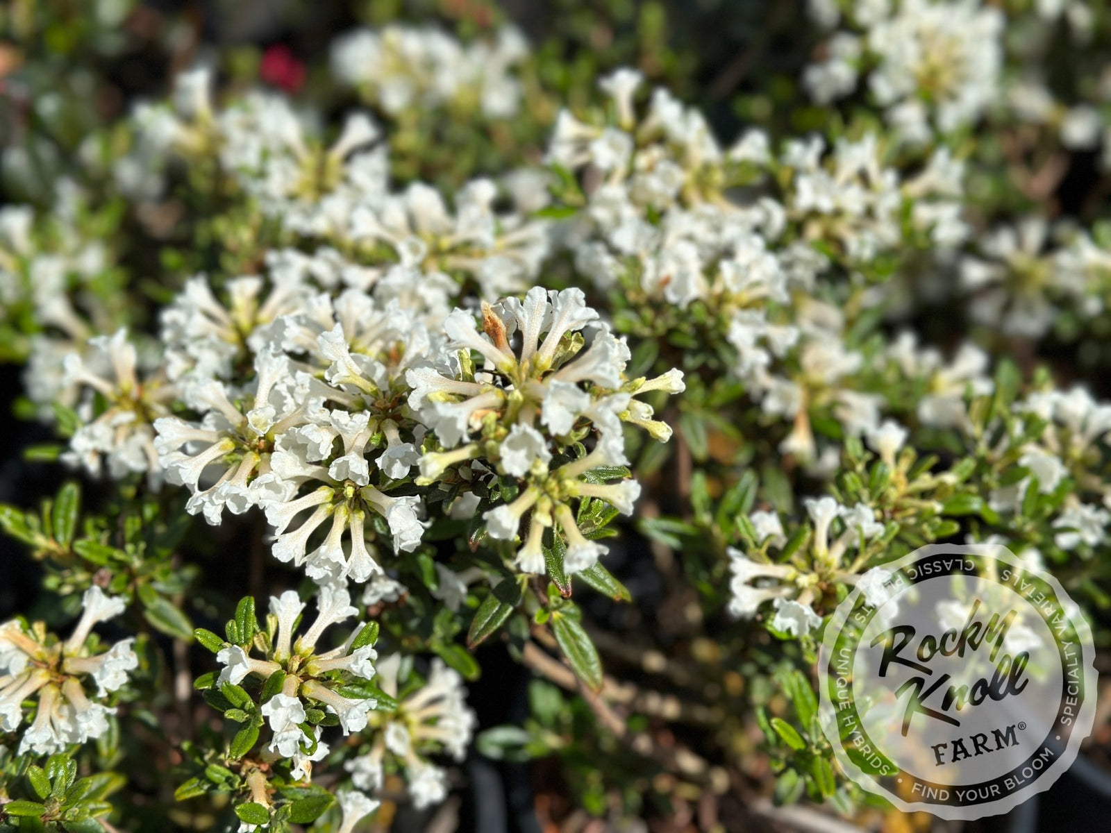 Maricee (R. sargentianum) - Rocky Knoll Farm