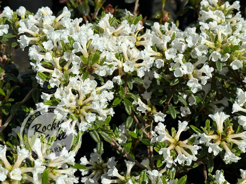 Maricee (R. sargentianum) plant from Rocky Knoll Farm