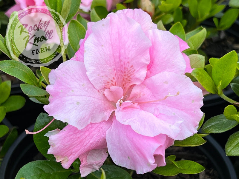 Betty Anne Voss plant from Rocky Knoll Farm