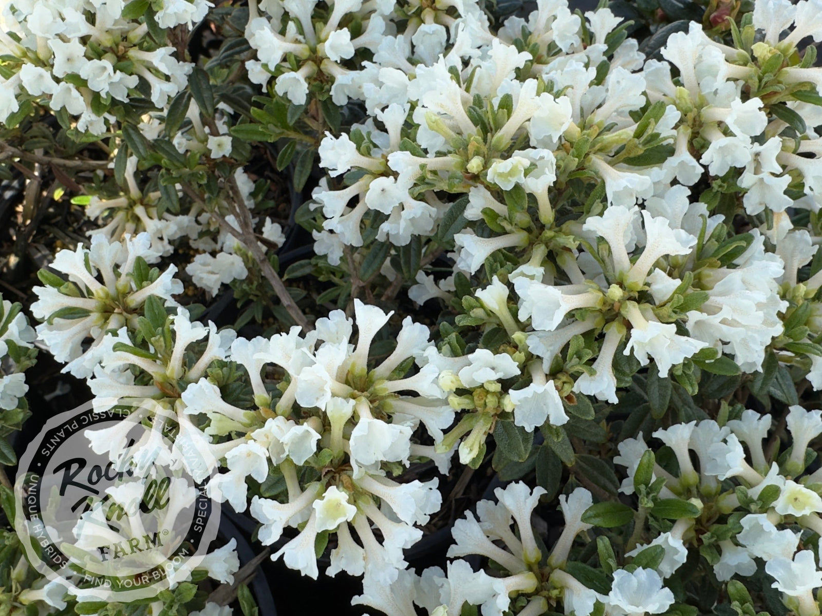 rhododendron mariesii Maricee (R. sargentianum)