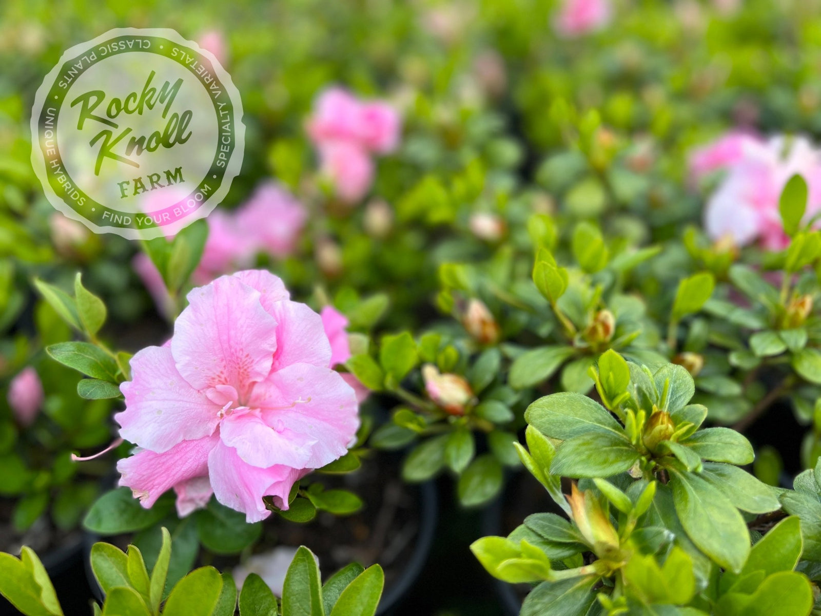 Betty Anne Voss - Rocky Knoll Farm