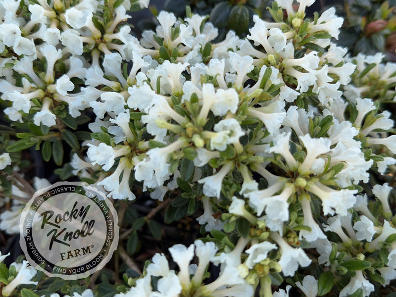 Maricee (R. sargentianum) plant from Rocky Knoll Farm