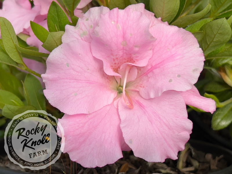 Betty Anne Voss plant from Rocky Knoll Farm