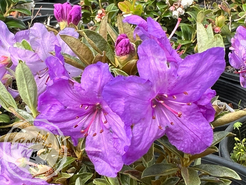 Mother Greer plant from Rocky Knoll Farm