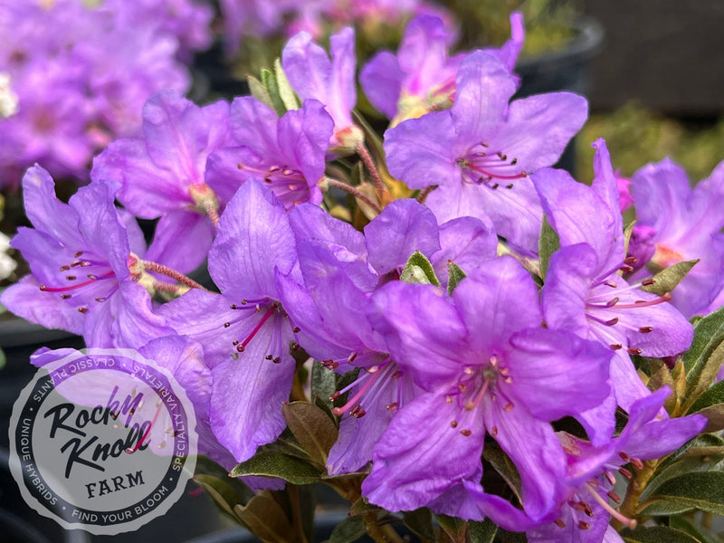 Mother Greer plant from Rocky Knoll Farm