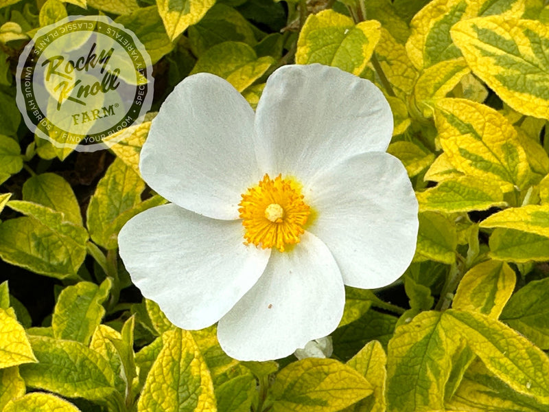 Cistus Mickie Rockrose plant from Rocky Knoll Farm