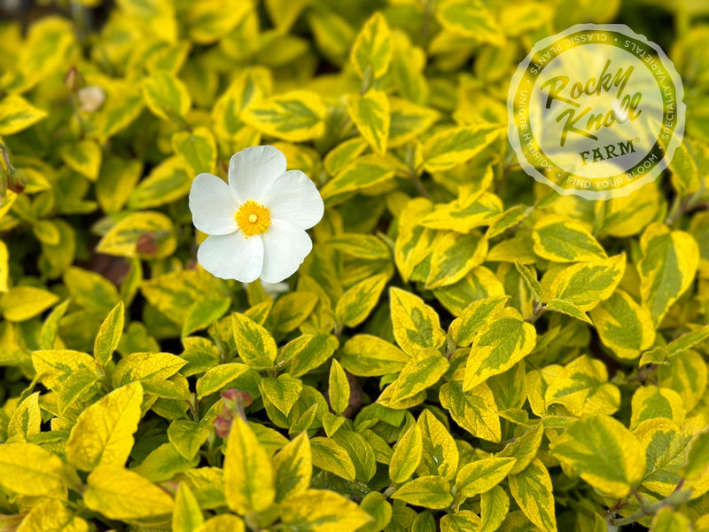 Cistus Mickie Rockrose plant from Rocky Knoll Farm