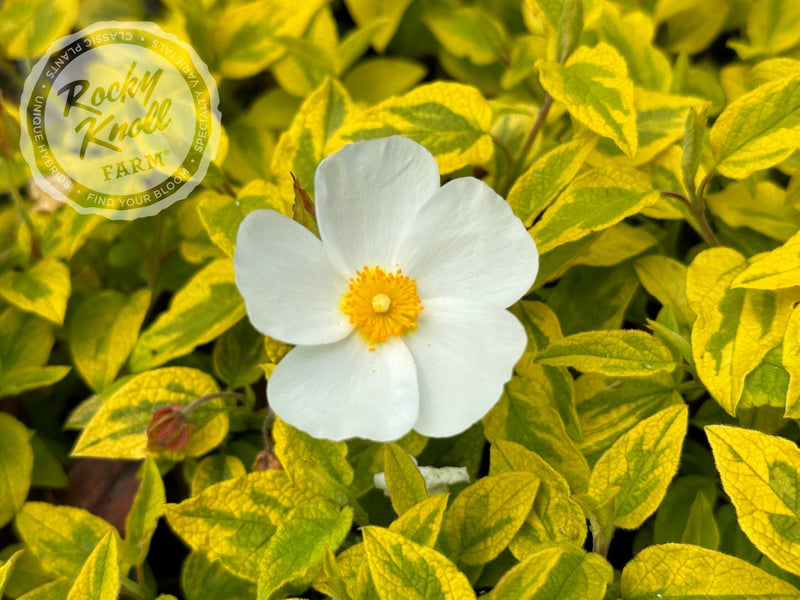Cistus Mickie Rockrose plant from Rocky Knoll Farm