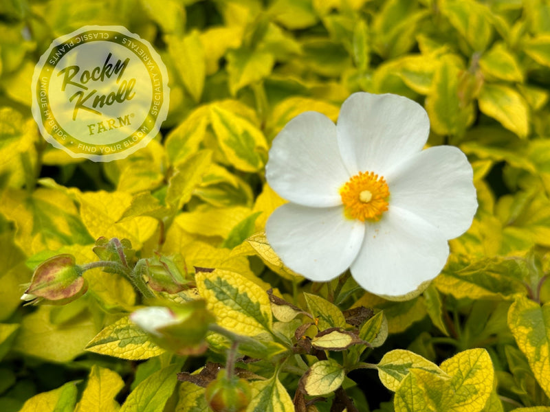 Cistus Mickie Rockrose plant from Rocky Knoll Farm