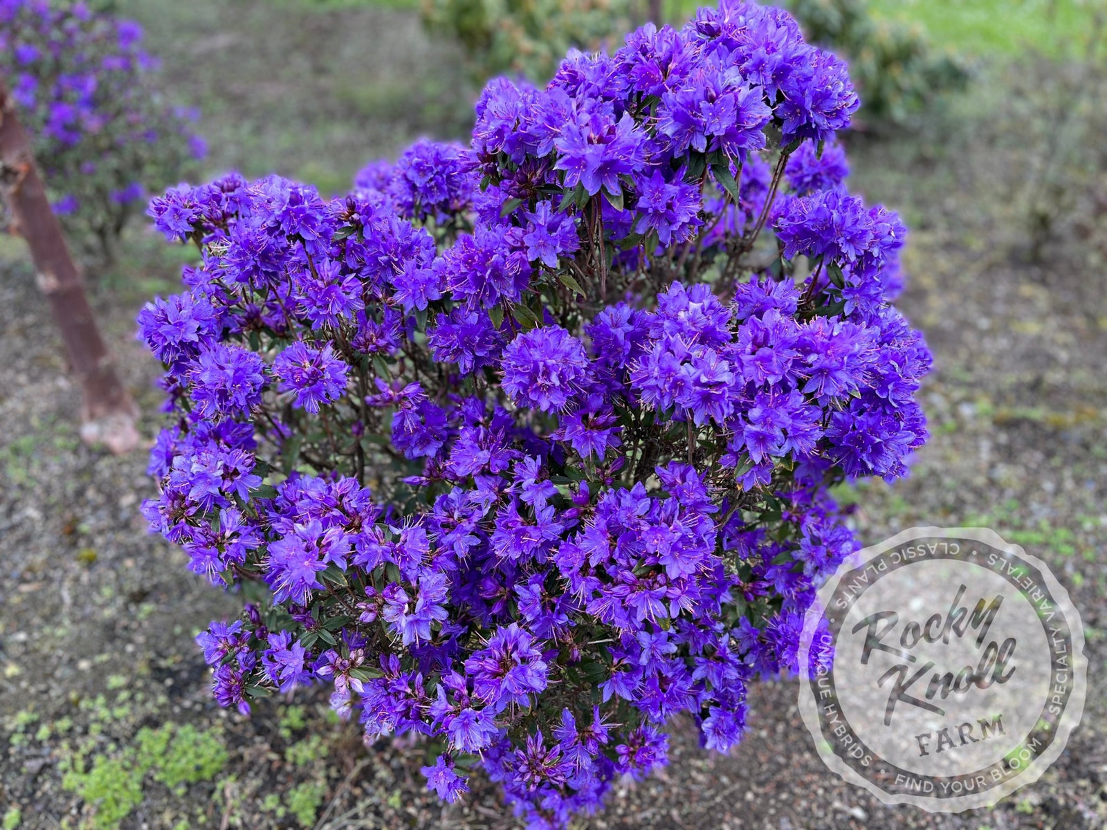 IMG_1217-581601_1600x.jpg?v=