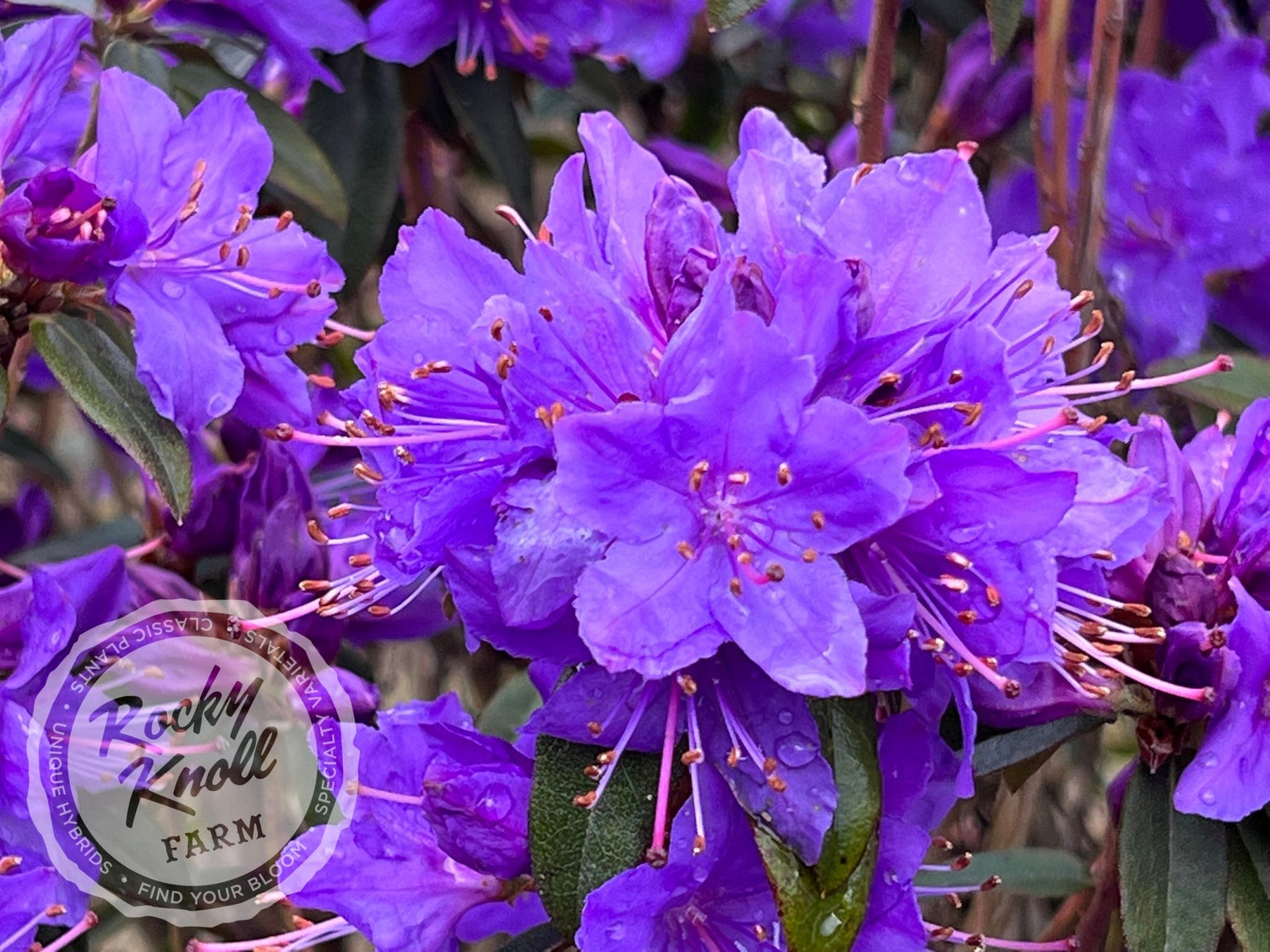 Starry Night (Gletschermacht) - Rocky Knoll Farm