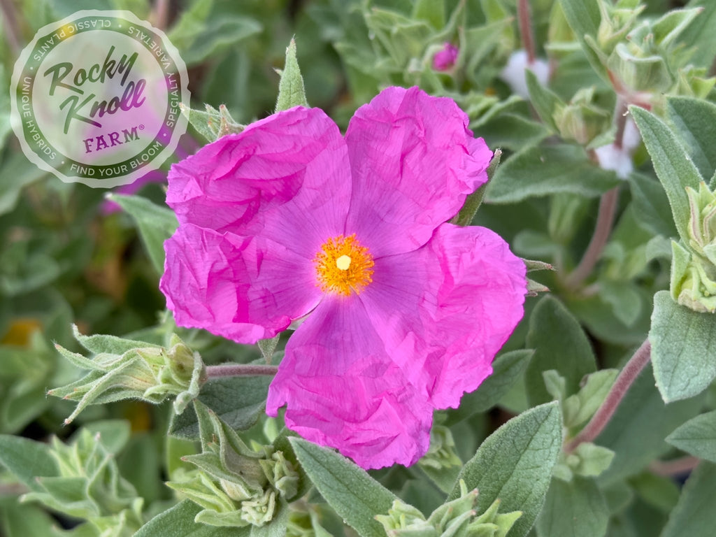 Rocky Knoll Farm Cistus x pulverulentus Rockrose - Thumbnail 3