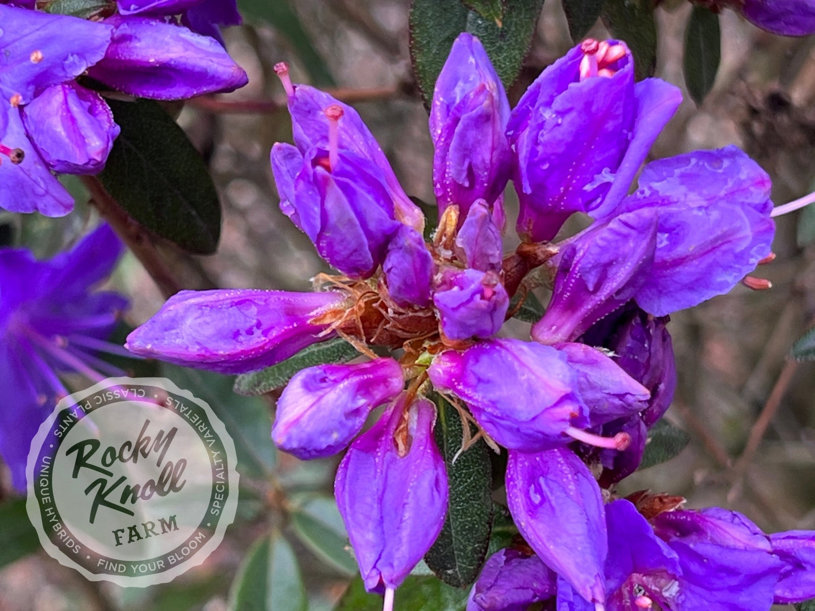 Starry Night (Gletschermacht) - Rocky Knoll Farm