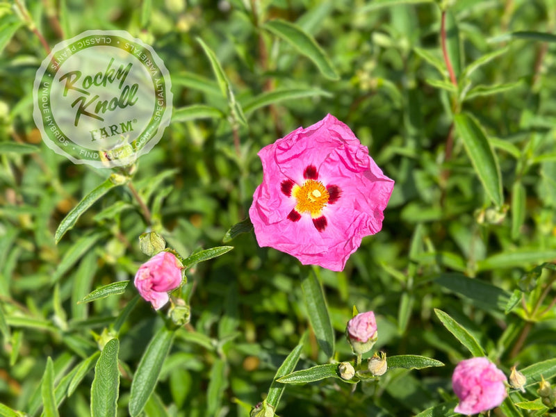 Cistus purpureus Orchid Rockrose plant from Rocky Knoll Farm