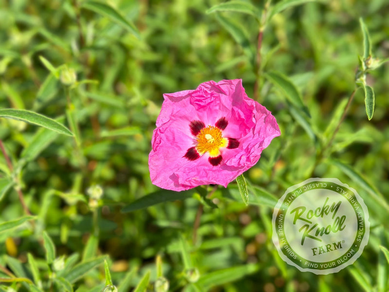 Cistus purpureus Orchid Rockrose plant from Rocky Knoll Farm