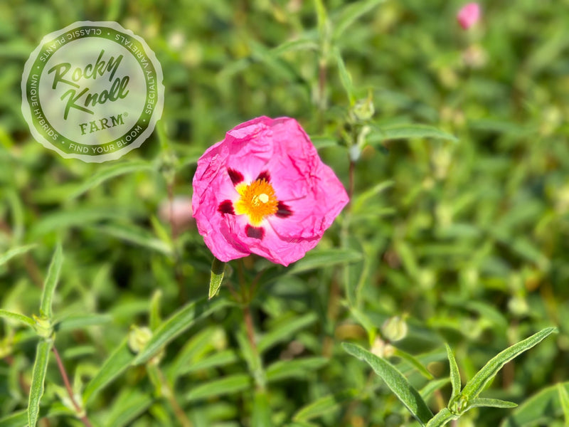 Cistus purpureus Orchid Rockrose plant from Rocky Knoll Farm