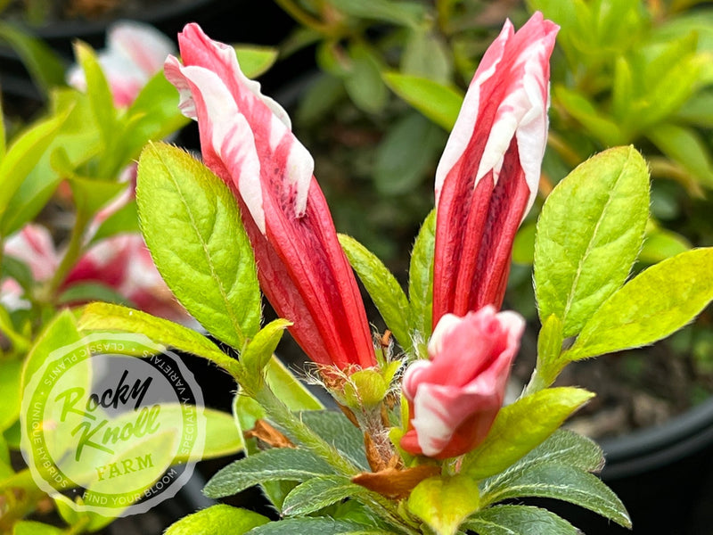 Ben Morrison plant from Rocky Knoll Farm
