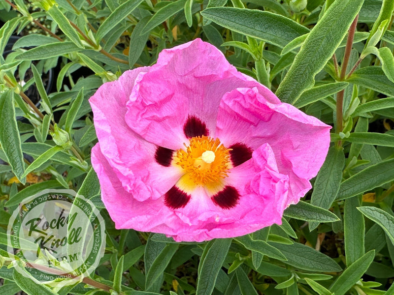 Cistus purpureus Orchid Rockrose plant from Rocky Knoll Farm