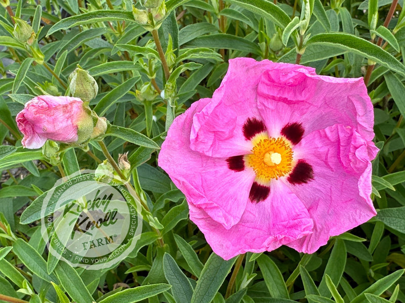 Cistus purpureus Orchid Rockrose plant from Rocky Knoll Farm