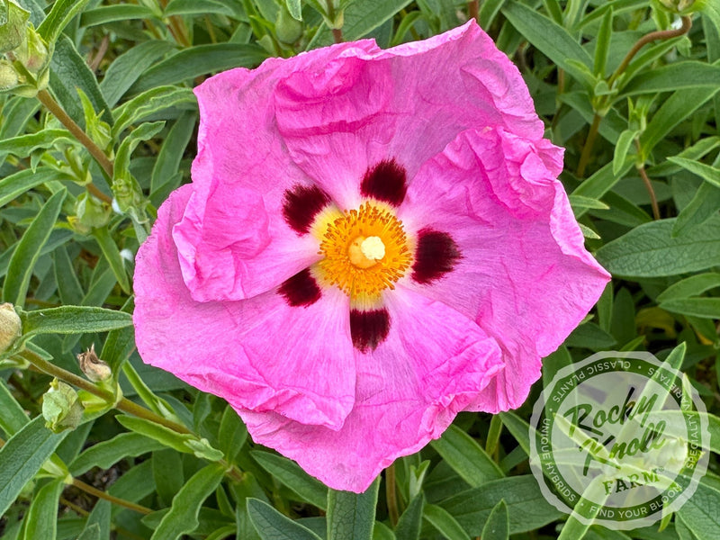 Cistus purpureus Orchid Rockrose plant from Rocky Knoll Farm