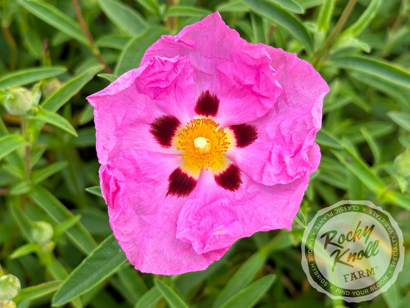 Cistus purpureus Orchid Rockrose plant from Rocky Knoll Farm
