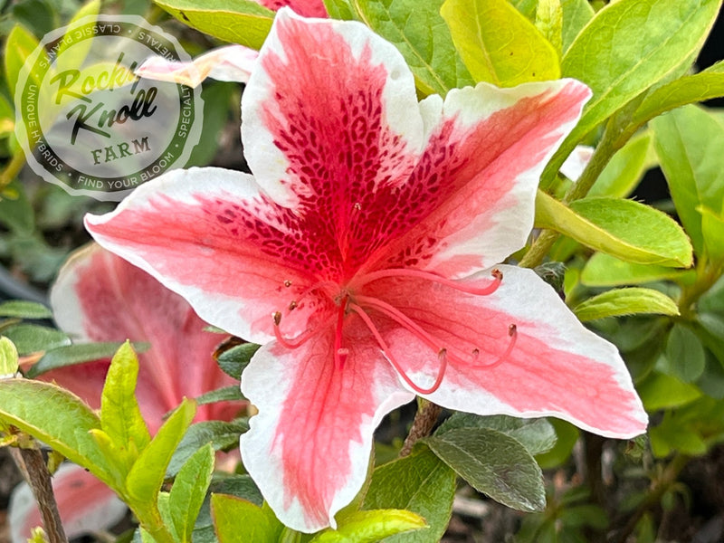 Ben Morrison plant from Rocky Knoll Farm