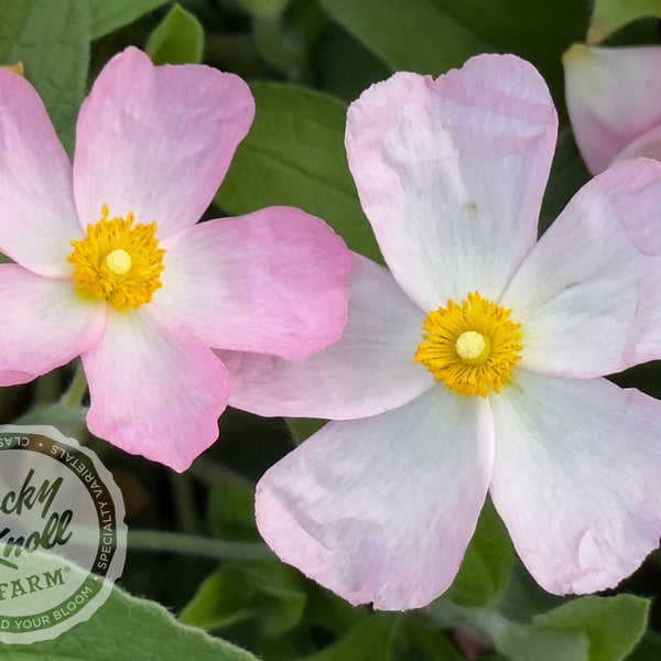 910☘️長期管理☘️タグ付⭐️PINK ICE⭐️Ashwood nurseries⭐️ IMG_1242-
