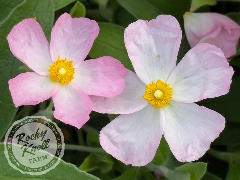 Cistus Grayswood Pink Rockrose plant from Rocky Knoll Farm