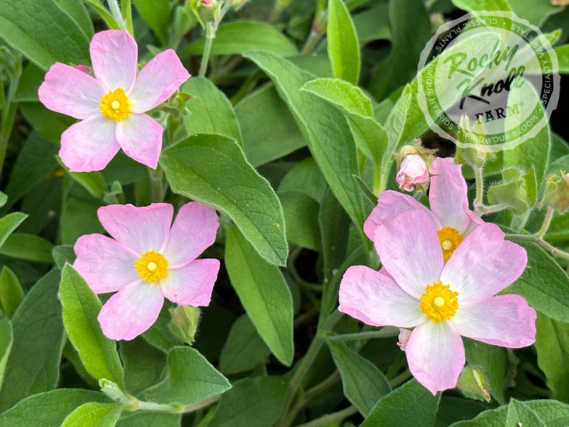 Cistus Grayswood Pink Rockrose plant from Rocky Knoll Farm
