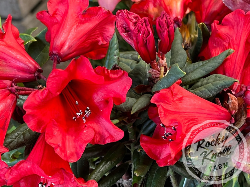 Hill’s Bright Red plant from Rocky Knoll Farm