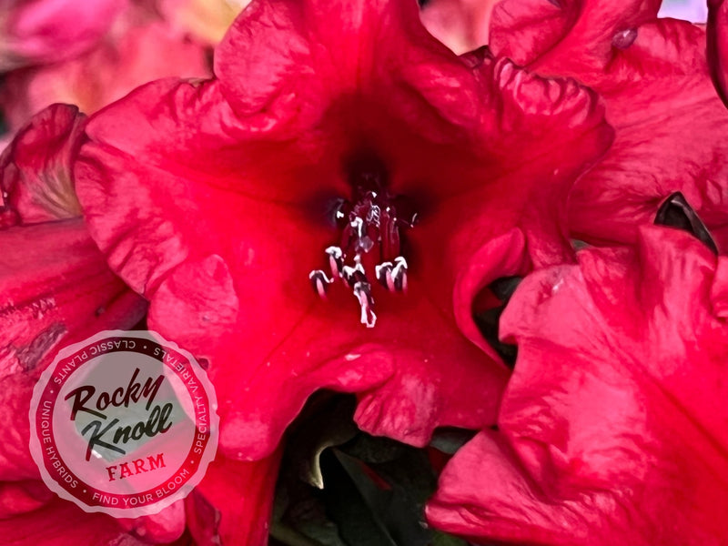 Hill’s Bright Red plant from Rocky Knoll Farm