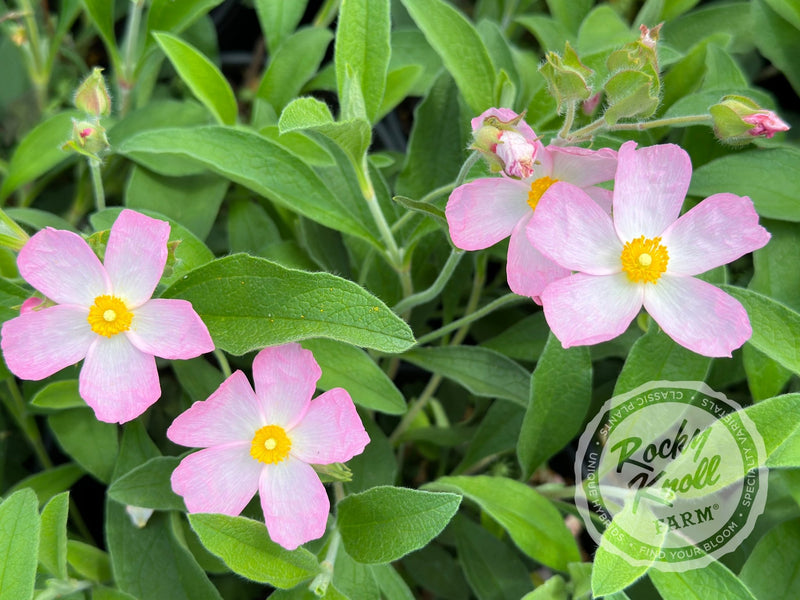 Cistus Grayswood Pink Rockrose plant from Rocky Knoll Farm