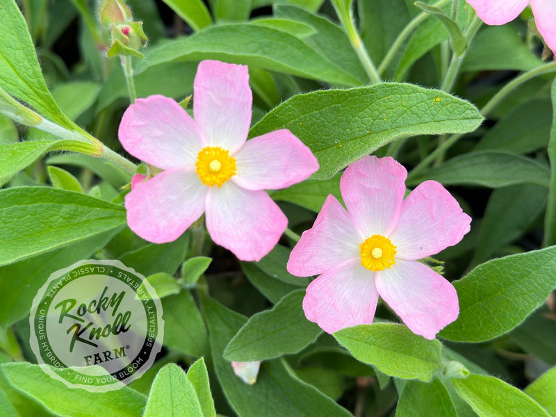 Cistus Grayswood Pink Rockrose plant from Rocky Knoll Farm