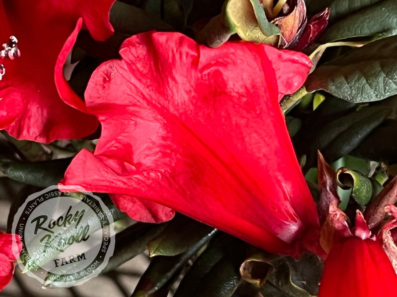 Hill’s Bright Red plant from Rocky Knoll Farm