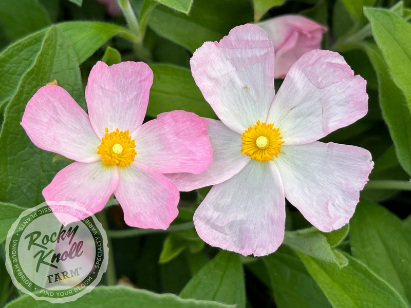 Cistus Grayswood Pink Rockrose plant from Rocky Knoll Farm