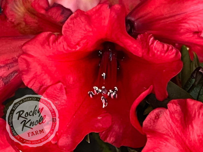 Hill’s Bright Red plant from Rocky Knoll Farm