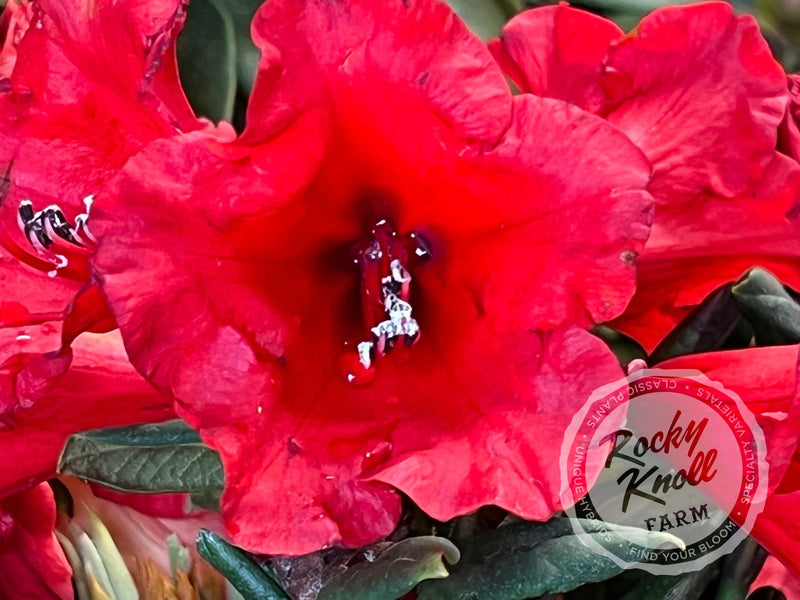 Hill’s Bright Red plant from Rocky Knoll Farm