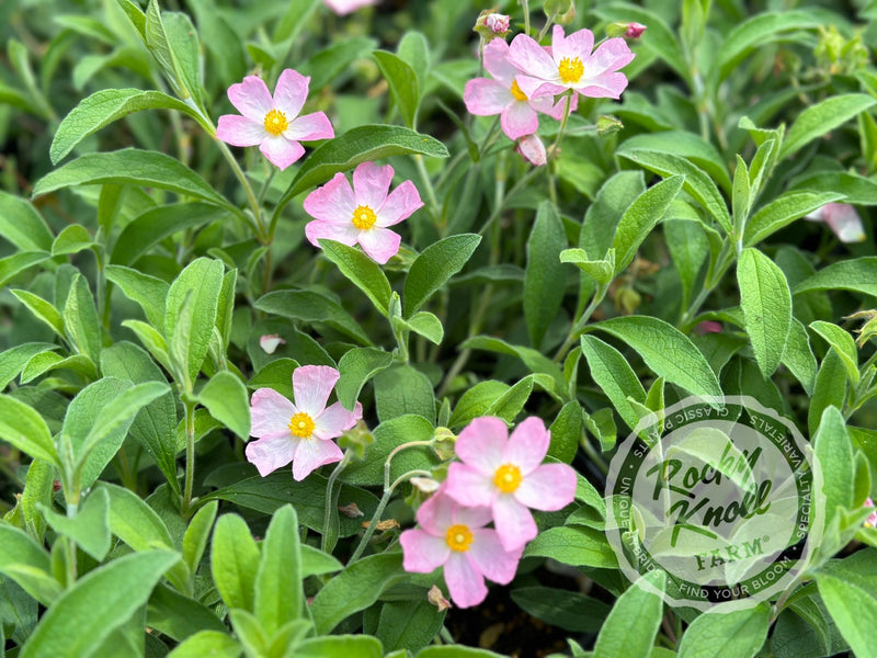 Cistus Grayswood Pink Rockrose plant from Rocky Knoll Farm
