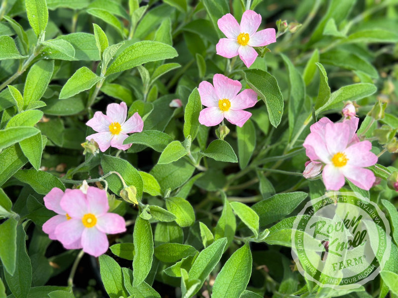 Cistus Grayswood Pink Rockrose plant from Rocky Knoll Farm
