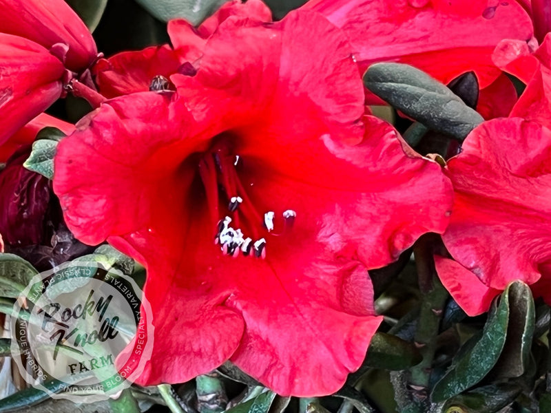 Hill’s Bright Red plant from Rocky Knoll Farm