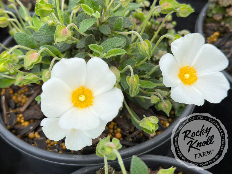 Cistus Prostratus - Sageleaf Rockrose plant from Rocky Knoll Farm