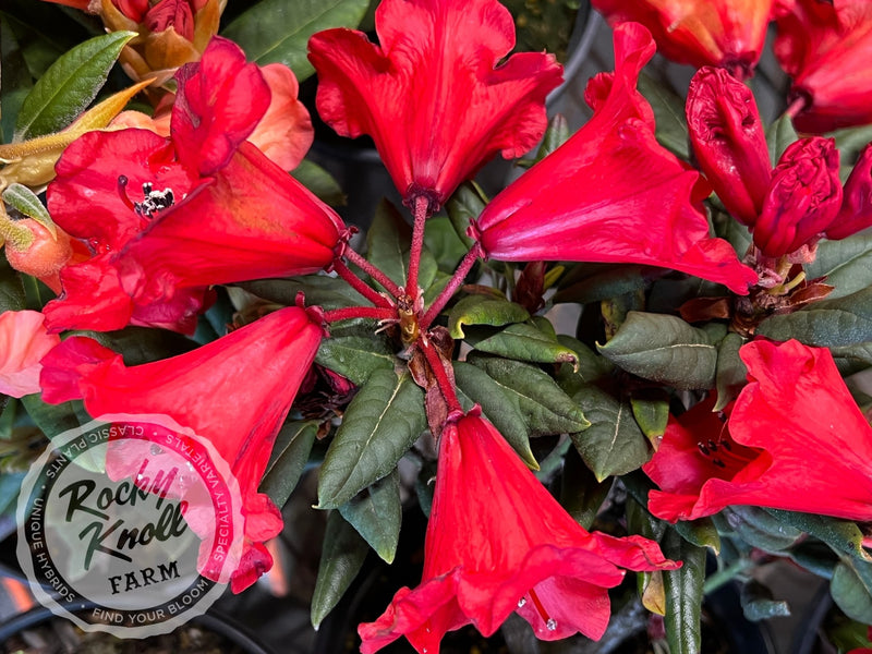 Hill’s Bright Red plant from Rocky Knoll Farm