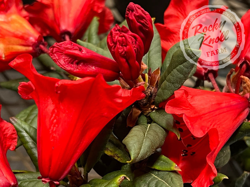 Hill’s Bright Red plant from Rocky Knoll Farm
