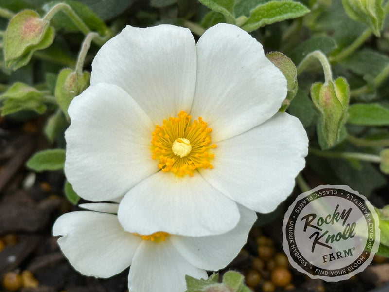 Cistus Prostratus - Sageleaf Rockrose plant from Rocky Knoll Farm