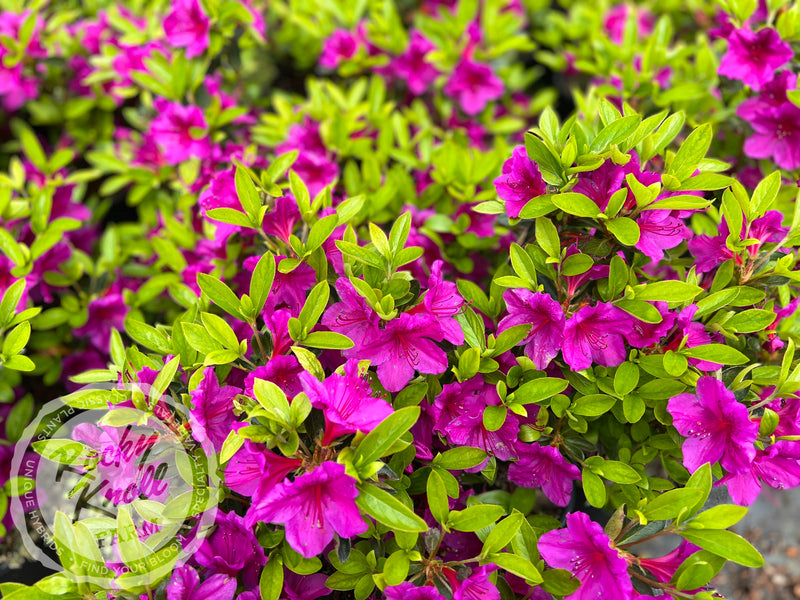 Leslie's Purple (Girard's) plant from Rocky Knoll Farm